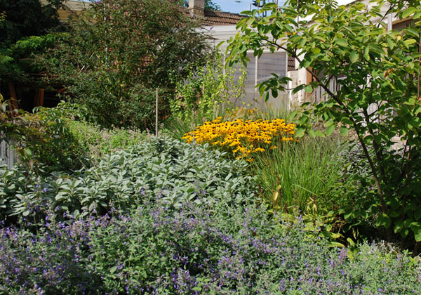Üppiger Staudengarten mit gelben Blüten und vielfältigem grünen Blattwerk